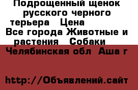 Подрощенный щенок русского черного терьера › Цена ­ 35 000 - Все города Животные и растения » Собаки   . Челябинская обл.,Аша г.